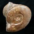 Pseudogrammoceras Ammonite - France #4334-1